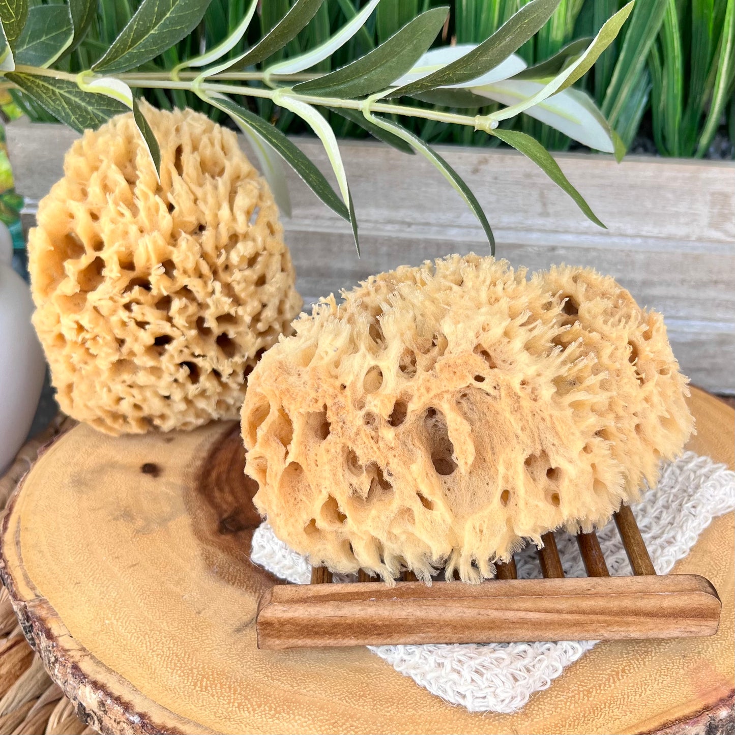 Natural Wool Sea Sponge