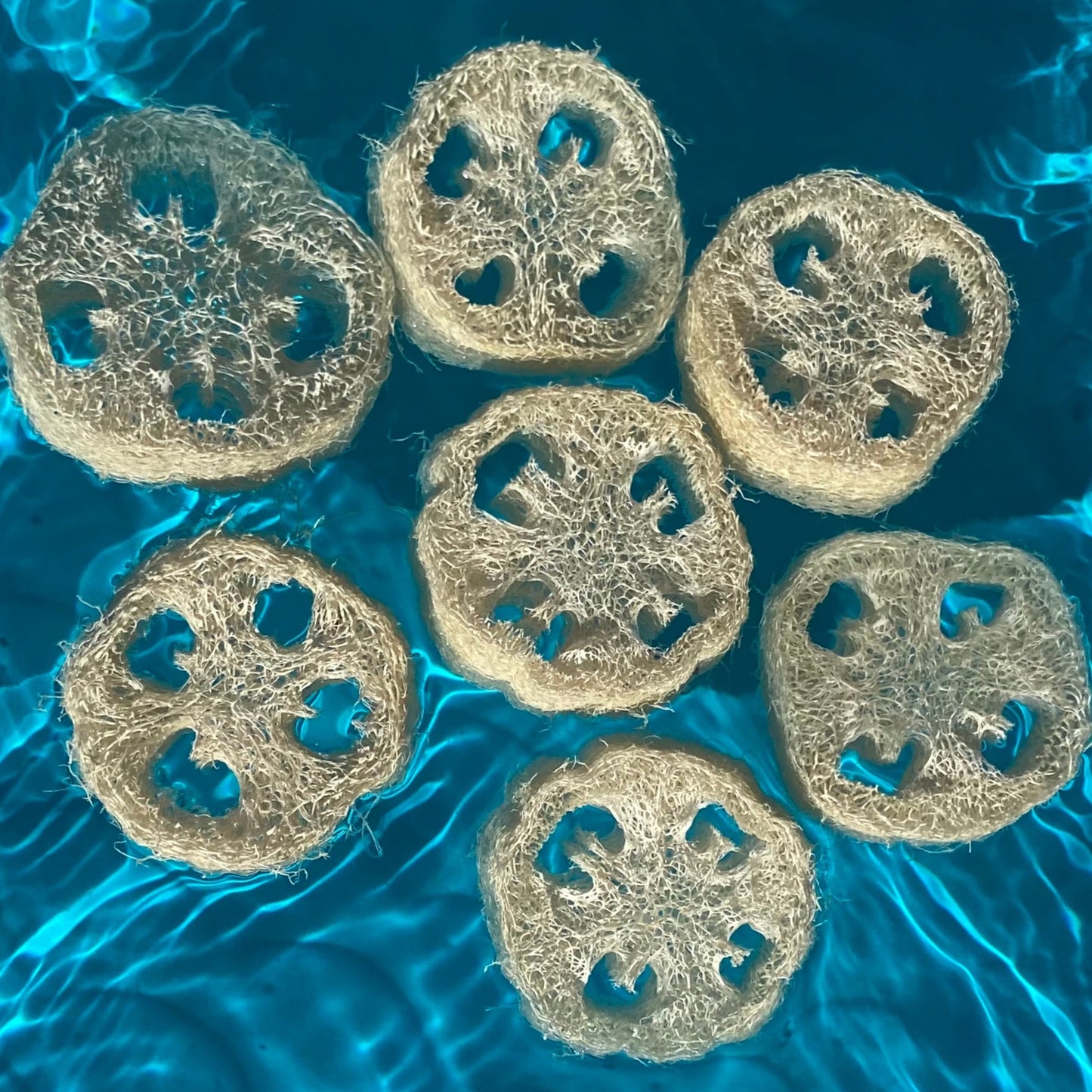 Loofah Slices