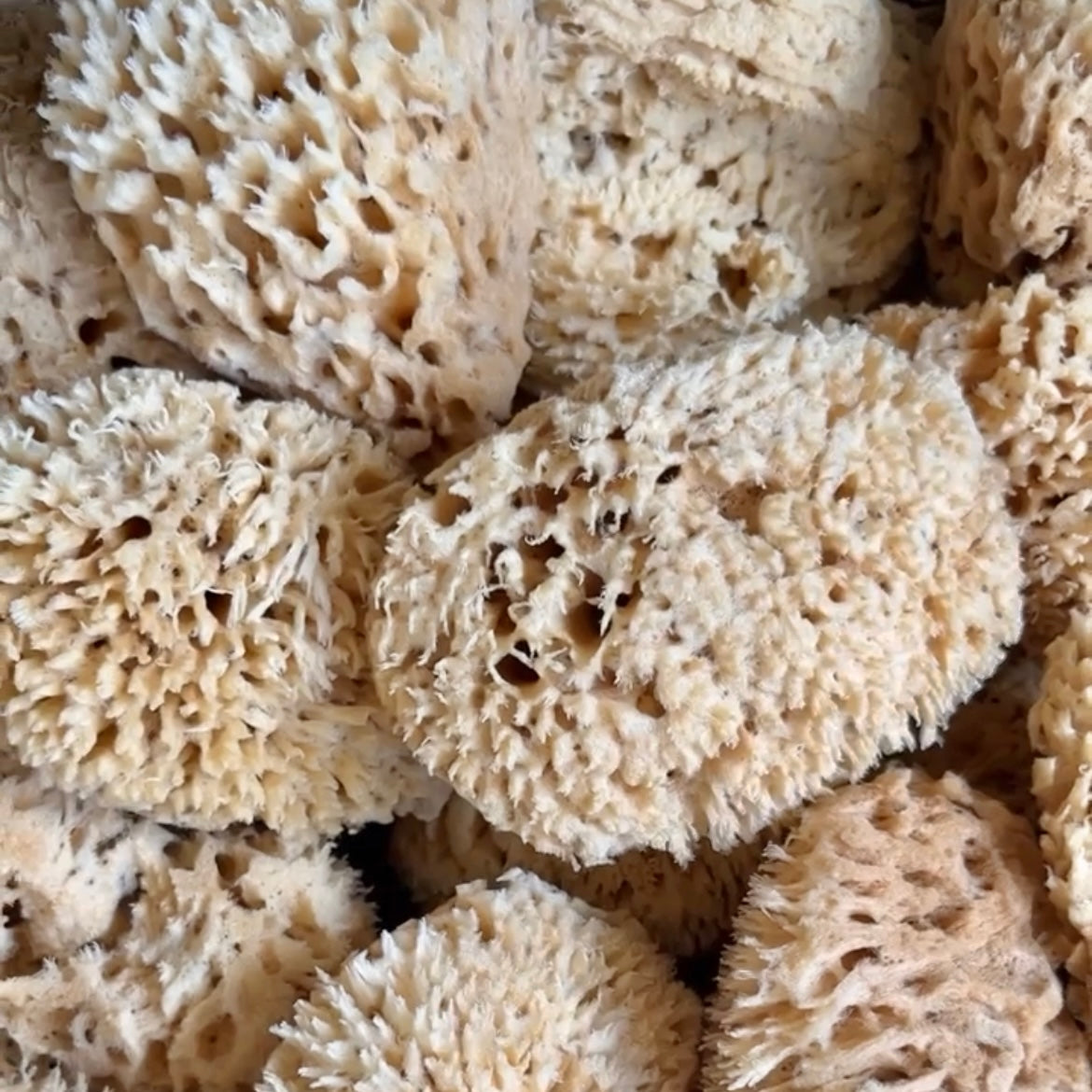 Natural Wool Sea Sponge