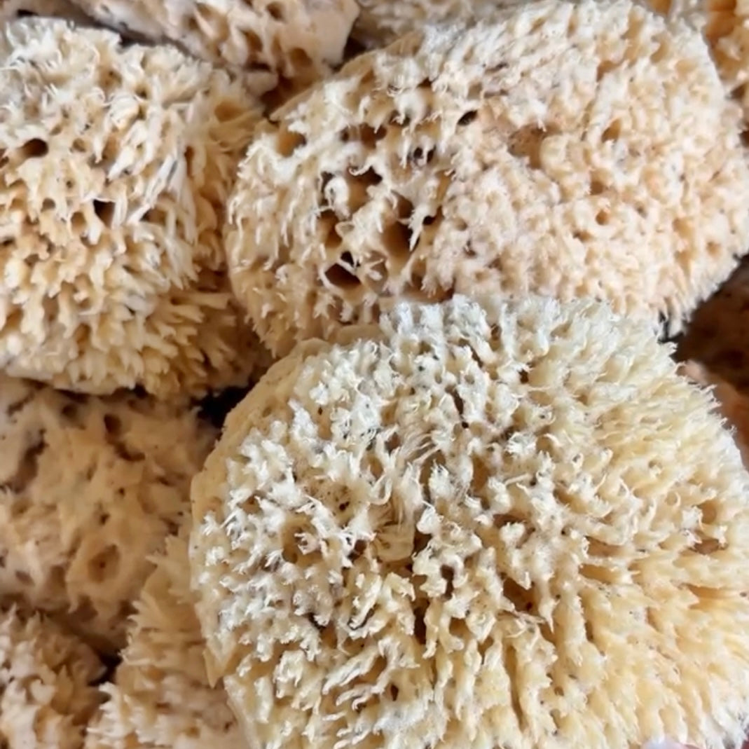 Natural Wool Sea Sponge