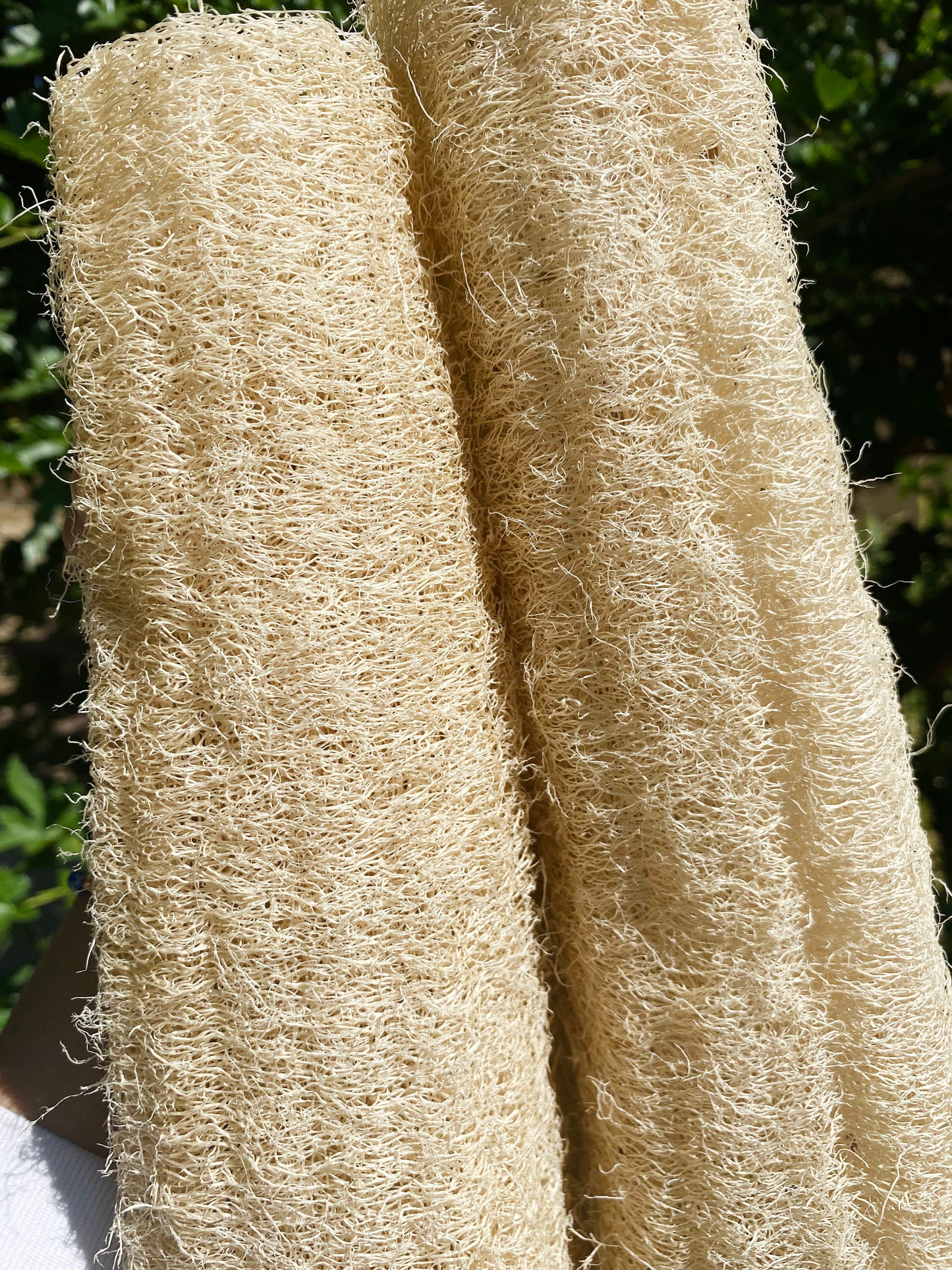 .Natural X-Large Whole Loofah Sponge